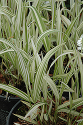 River Mist Northern Sea Oats (Chasmanthium latifolium 'River Mist') at Lakeshore Garden Centres
