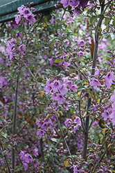 Round Leafed Mint Bush (Prostanthera rotundifolia) at Lakeshore Garden Centres