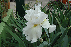 Arctic Age Iris (Iris 'Arctic Age') at Lakeshore Garden Centres