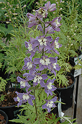 Trick Blue Delphinium (Delphinium 'Trick Blue') at Lakeshore Garden Centres