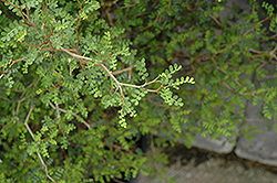 Little Baby Dwarf Sophora (Sophora prostrata 'Little Baby') at Lakeshore Garden Centres