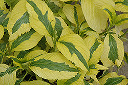 Lemon Wave Hydrangea (Hydrangea macrophylla 'Lemon Wave') at Lakeshore Garden Centres