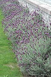 Otto Quast Spanish Lavender (Lavandula stoechas 'Otto Quast') at Lakeshore Garden Centres
