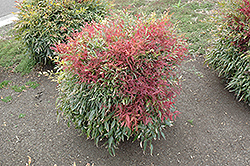Burgundy Wine Dwarf Nandina (Nandina domestica 'Burgundy Wine') at Lakeshore Garden Centres