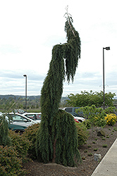 Weeping Giant Sequoia (Sequoiadendron giganteum 'Pendulum') at Lakeshore Garden Centres