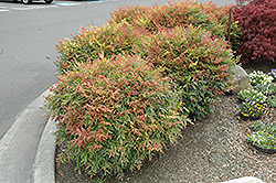 Sienna Sunrise Nandina (Nandina domestica 'Monfar') at Lakeshore Garden Centres