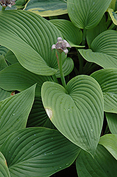 Green Acres Hosta (Hosta 'Green Acres') at Lakeshore Garden Centres