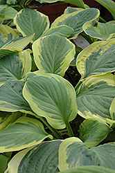 Carnival Hosta (Hosta 'Carnival') at Lakeshore Garden Centres