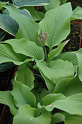 Jimmy Crack Corn Hosta (Hosta 'Jimmy Crack Corn') at Lakeshore Garden Centres