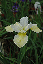 Butter And Sugar Siberian Iris (Iris sibirica 'Butter And Sugar') at Mainescape Nursery