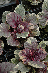 Pretty Colors Bugleweed (Ajuga reptans 'Pretty Colors') at Lakeshore Garden Centres