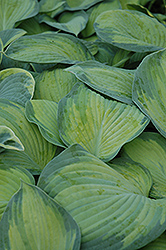 George Smith Hosta (Hosta 'George Smith') at Lakeshore Garden Centres