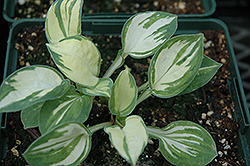 Cherish Hosta (Hosta 'Cherish') at Lakeshore Garden Centres