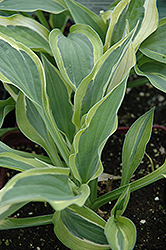 Hanky Panky Hosta (Hosta 'Hanky Panky') at Lakeshore Garden Centres