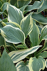 Chantilly Lace Hosta (Hosta 'Chantilly Lace') at Lakeshore Garden Centres