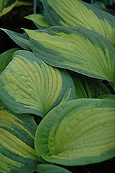 Brother Stefan Hosta (Hosta 'Brother Stefan') at Golden Acre Home & Garden