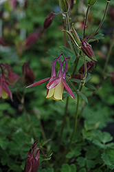 Blackcurrant Ice Columbine (Aquilegia flabellata 'Blackcurrant Ice') at Lakeshore Garden Centres