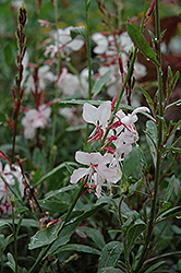 Ballerina Blush Gaura (Gaura lindheimeri 'Ballerina Blush') at Lakeshore Garden Centres