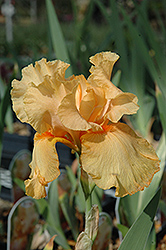 Tanzanian Tangerine Iris (Iris 'Tanzanian Tangerine') at Lakeshore Garden Centres