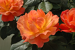 Livin' Easy Rose (Rosa 'HARwelcome') at Lakeshore Garden Centres