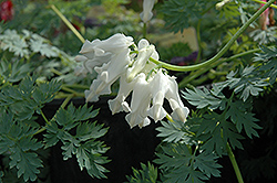 Ivory Hearts Bleeding Heart (Dicentra 'Ivory Hearts') at Lakeshore Garden Centres