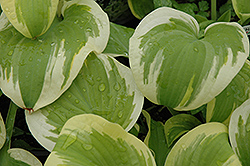 Delta Dawn Hosta (Hosta 'Delta Dawn') at Lakeshore Garden Centres