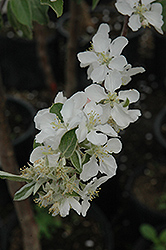 Carlos Queen Apple (Malus 'Carlos Queen') at Lakeshore Garden Centres