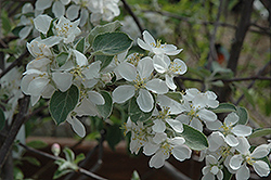 Dexter Jackson Dwarf Apple (Malus 'Dexter Jackson') at Lakeshore Garden Centres