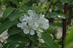 Prairie Sun Apple (Malus 'Prairie Sun') at Lakeshore Garden Centres