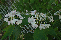 Garry Pink Highbush Cranberry (Viburnum trilobum 'Garry Pink') at Lakeshore Garden Centres