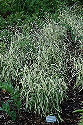 River Mist Northern Sea Oats (Chasmanthium latifolium 'River Mist') at Lakeshore Garden Centres