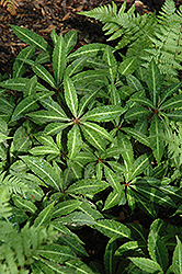 Hardy Impatiens (Impatiens omeiana) at Lakeshore Garden Centres
