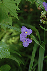 Virginia Spiderwort (Tradescantia virginiana) at The Mustard Seed