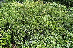 Western Hills Himalayan Sweet Box (Sarcococca hookeriana 'Western Hills') at Lakeshore Garden Centres