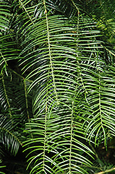 Chinese Plum Yew (Cephalotaxus fortunei) at Lakeshore Garden Centres