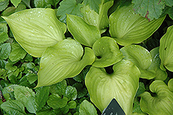 Maruba Iwa Hosta (Hosta 'Maruba Iwa') at Lakeshore Garden Centres