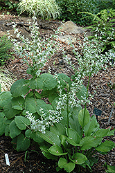 White Clary Sage (Salvia sclarea 'Alba') at Lakeshore Garden Centres