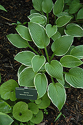 Mildred Seaver Hosta (Hosta 'Mildred Seaver') at Lakeshore Garden Centres
