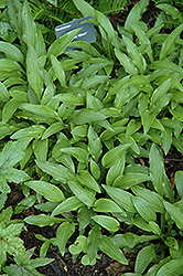 Tucker Wave Hosta (Hosta 'Tucker Wave') at Lakeshore Garden Centres