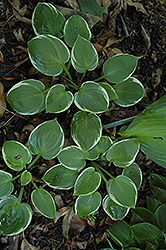 Moon River Hosta (Hosta 'Moon River') at Lakeshore Garden Centres