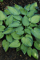 Edge Of Night Hosta (Hosta 'Edge Of Night') at Lakeshore Garden Centres
