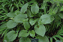 Blue Dimples Hosta (Hosta 'Blue Dimples') at Lakeshore Garden Centres