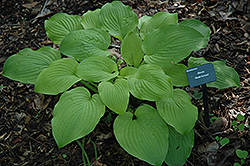 Gold Drop Hosta (Hosta 'Gold Drop') at Lakeshore Garden Centres