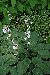 Valentine Lace Hosta (Hosta 'Valentine Lace') at Lakeshore Garden Centres