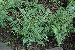 Branford Beauty Fern (Athyrium 'Branford Beauty') at Lakeshore Garden Centres