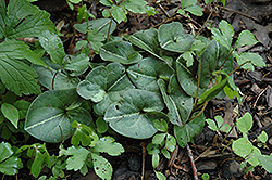 Japanese Wild Ginger (Asarum asperum) at Lakeshore Garden Centres