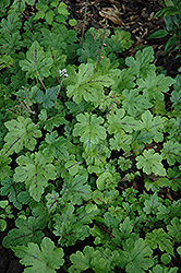 Happy Trails Foamflower (Tiarella 'Happy Trails') at Lakeshore Garden Centres
