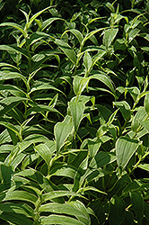 Variegated Toad Lily (Tricyrtis hirta 'Variegata') at Lakeshore Garden Centres