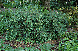 Sherwood Compact Hemlock (Tsuga canadensis 'Sherwood Compact') at Lakeshore Garden Centres