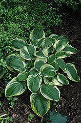 Carnival Hosta (Hosta 'Carnival') at Lakeshore Garden Centres